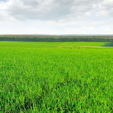 Buğday tarlası ve bulutlu gökyüzü