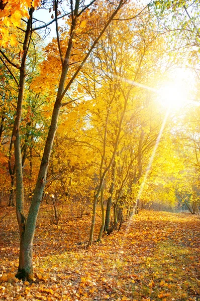 Ahornwald im Herbst — Stockfoto