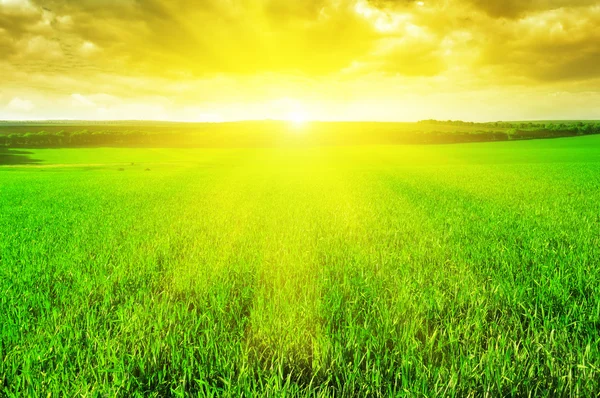 beautiful sunrise over a wheat field