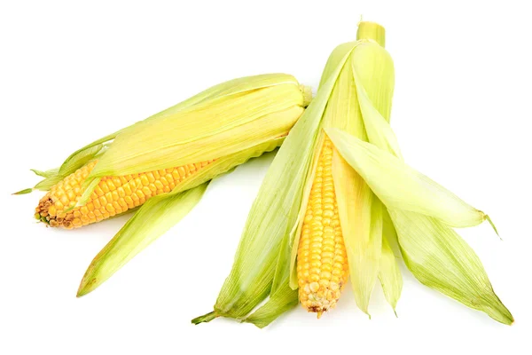 Espigas de milho isoladas em um fundo branco — Fotografia de Stock