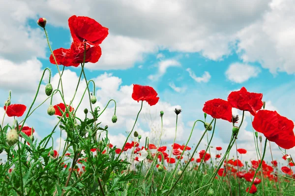 Scarlet poppies on a background of the cloudy sky — Stock Photo, Image