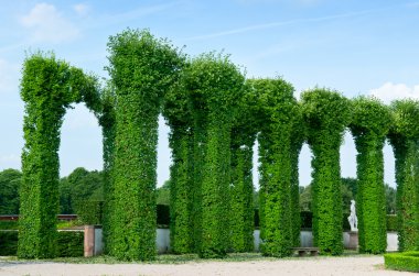 parkta güzel çalı