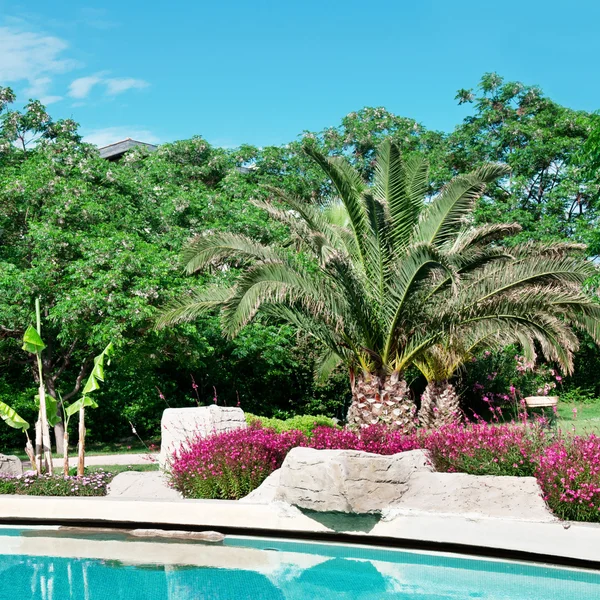 棕榈树和花在室外游泳池 — 图库照片