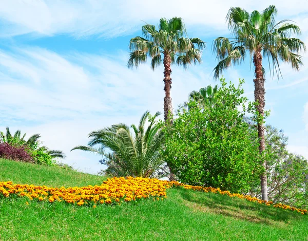Tropical palm trees in a beautiful park — Stock Photo, Image