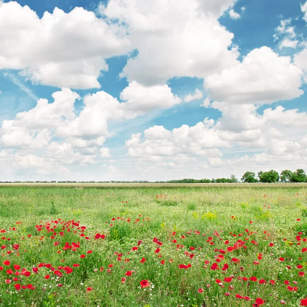 Schönes Weizenfeld und blauer bewölkter Himmel — Stockfoto