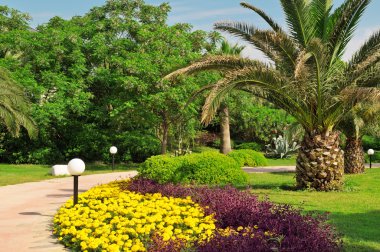 güzel bir parkta tropikal palmiye ağaçları