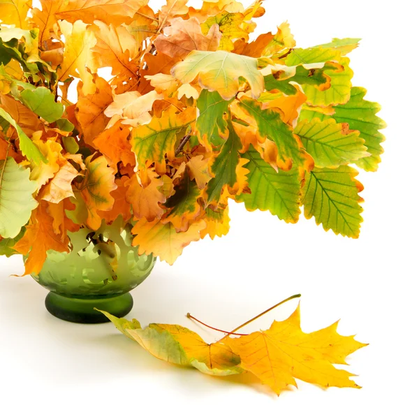 composition of autumn leaves isolated on white background