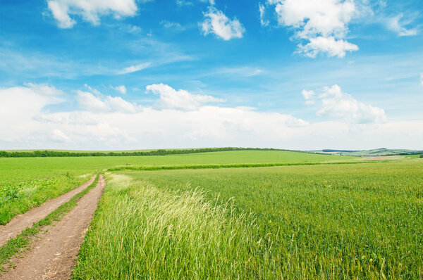 Пшеничное поле и сельская дорога
