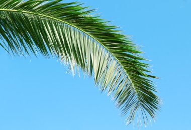 arka plan üzerinde palmiye dalı mavi gökyüzü
