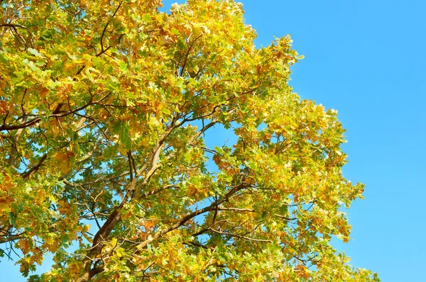 Rami d'albero con foglie gialle — Foto Stock