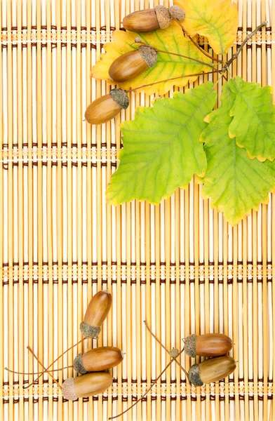 참나무 도토리의 잎 — 스톡 사진