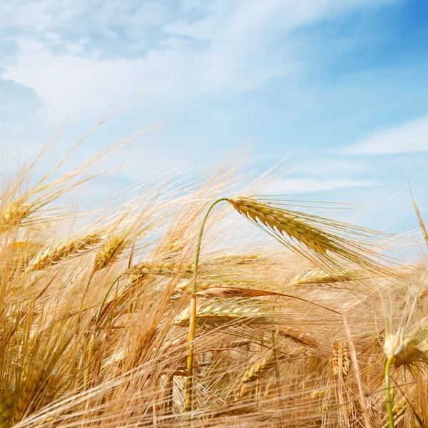 Wheat field and blue sky with clouds — Stock Photo, Image