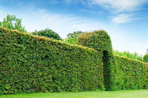green fence in a summer park