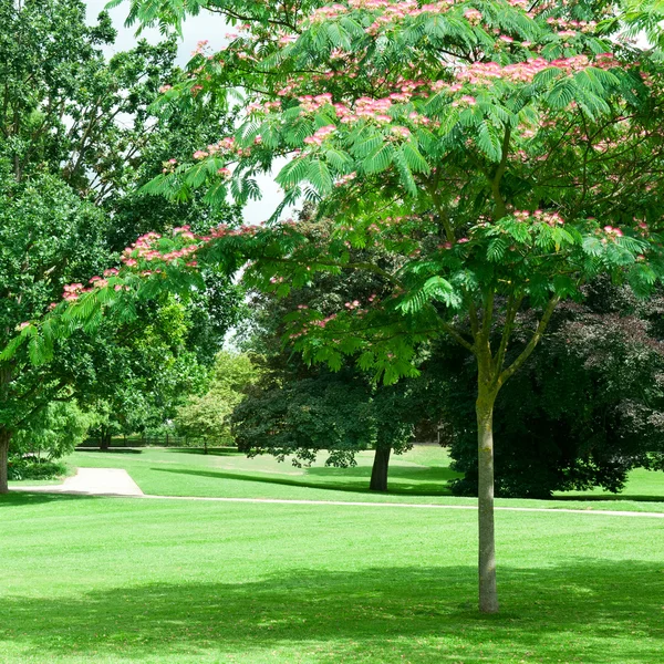 Parque de verano con césped verde hermoso — Foto de Stock