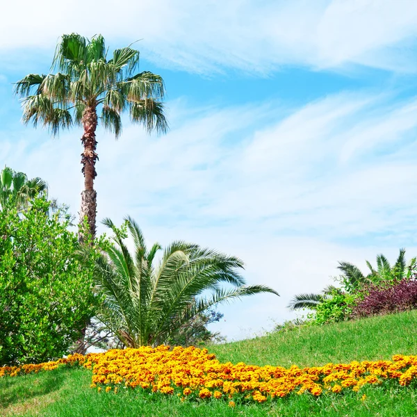 Tropical palm trees in a beautiful park — Stock Photo, Image