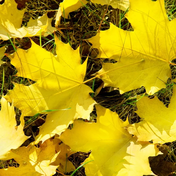 Foglie di acero giallo — Foto Stock