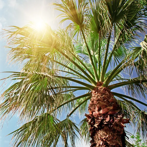 Palma su sfondo di cielo blu — Foto Stock