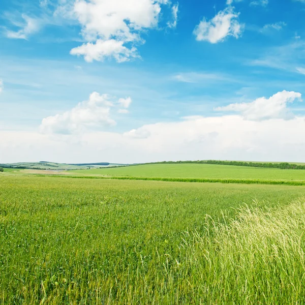 Feld und blauer bewölkter Himmel — Stockfoto