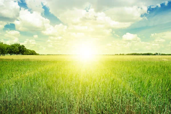 Schöner Sonnenuntergang auf dem Frühlingsfeld — Stockfoto