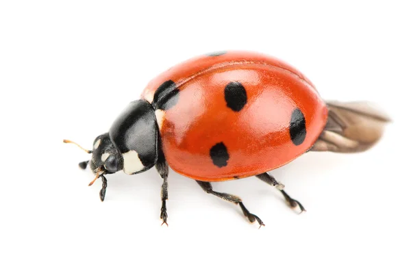 Coccinelle isolée sur fond blanc — Photo