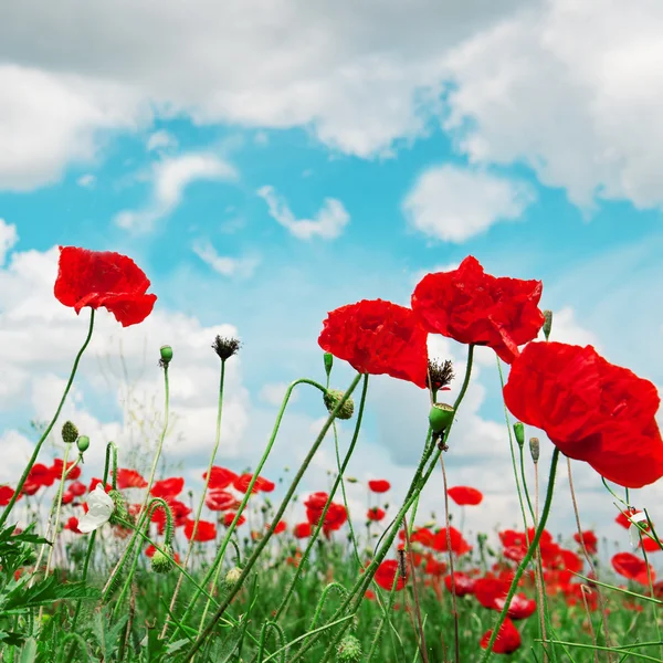 Poppies and cloudy sky — Stock Photo, Image