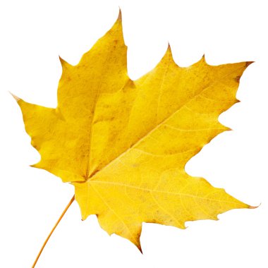 akçaağaç yaprağı