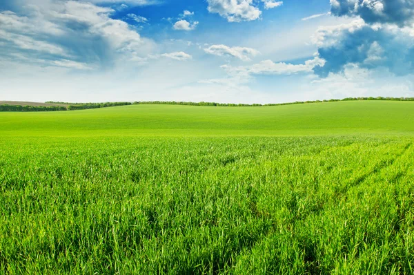 Grünes Weizenfeld und blauer bewölkter Himmel — Stockfoto