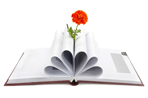 Βιβλίο και το λουλούδι που απομονώνονται σε λευκό φόντο — Φωτογραφία Αρχείου