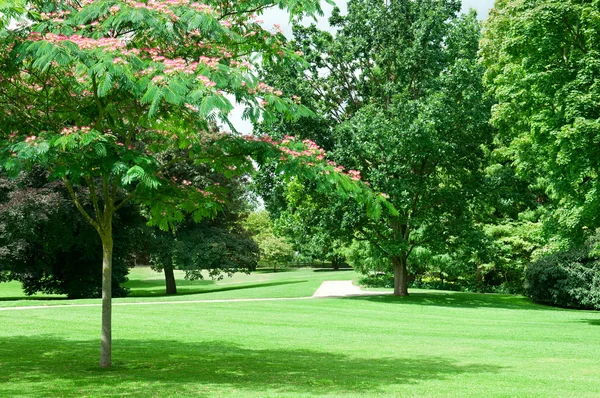 Summer park with beautiful green lawns — Stock Photo, Image