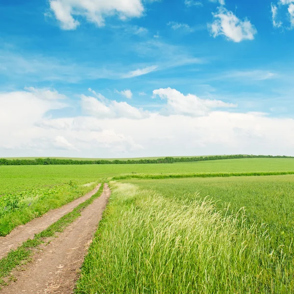 Tarweveld, landweg en blauwe hemel — Stockfoto