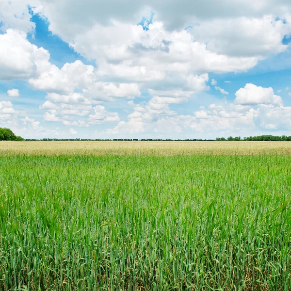 Green wheat field and blue cloudy sky — Stock Photo, Image