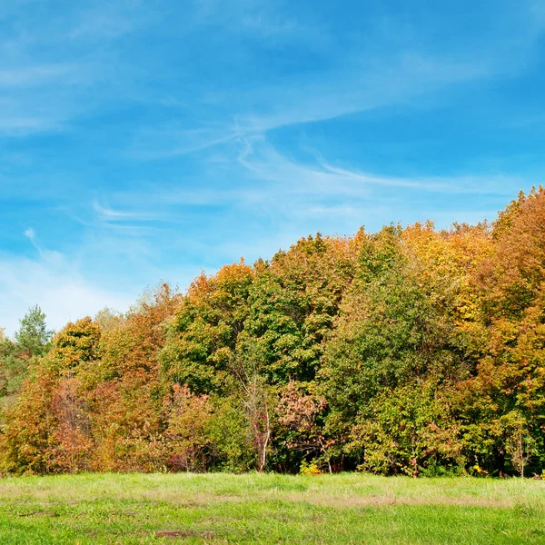 Podzimní Les, zelené louky a modrá obloha — Stock fotografie