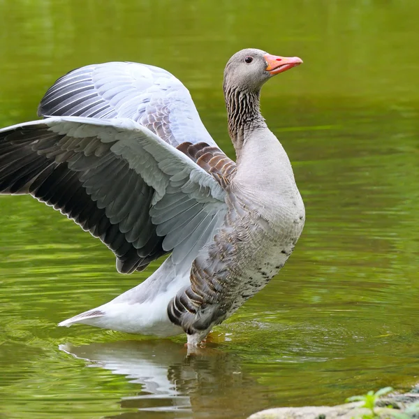Goose with outstretched wings — Stock Photo, Image