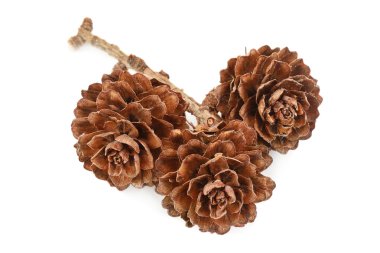 Beyaz arkaplanda çam kozalakları izole