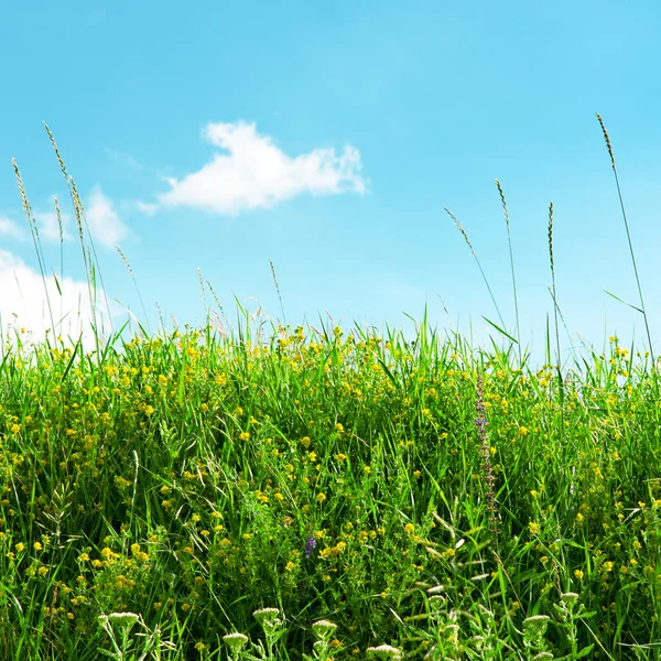 Veelkleurige gras weide en blauwe hemel — Stockfoto