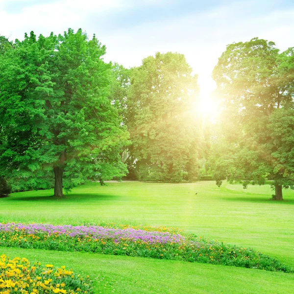 Sunrise in beautiful summer park — Stock Photo, Image