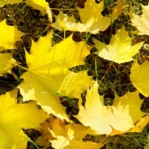 Hojas de arce amarillo sobre hierba verde en otoño —  Fotos de Stock