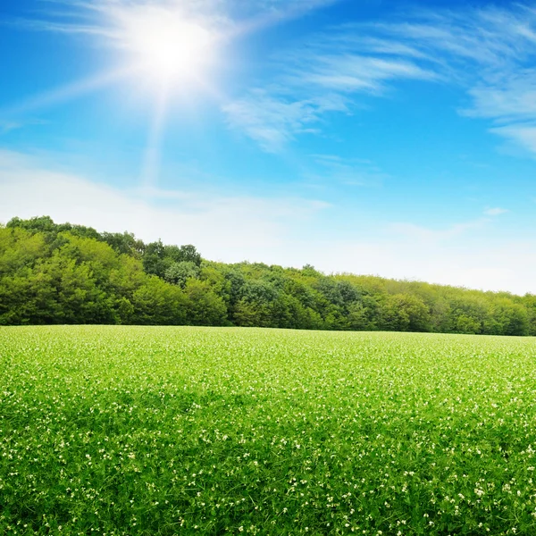 Nascer do sol sobre um campo verde — Fotografia de Stock