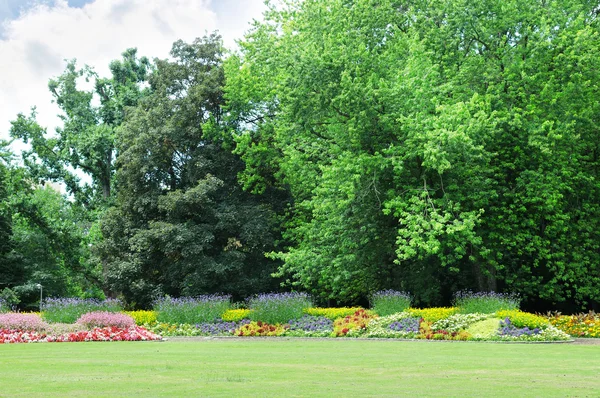 Квітучі клумби в парку — стокове фото