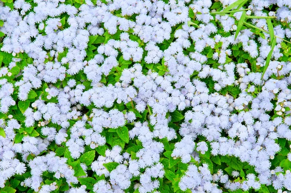 Bakgrund av blommande utomhus växter — Stockfoto