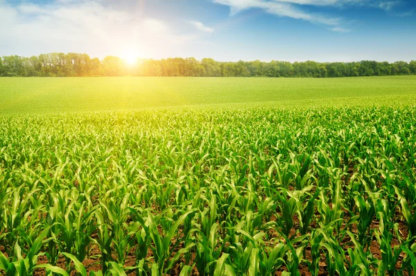 Lever de soleil sur le champ de maïs — Photo