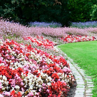 parlak çiçek yatak ve park yaz yeşil çimen
