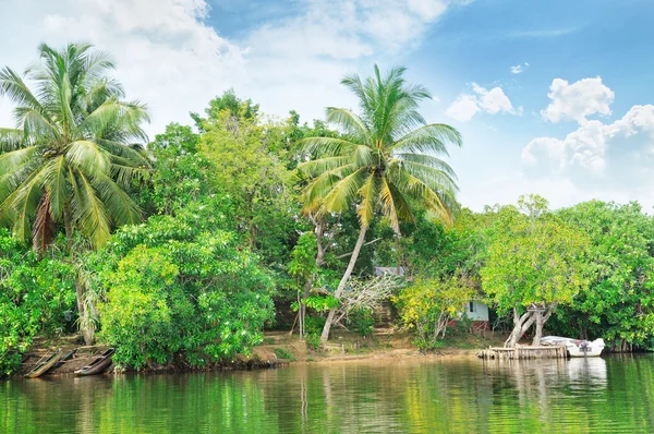 Rio tropical com palmeiras nas margens — Fotografia de Stock