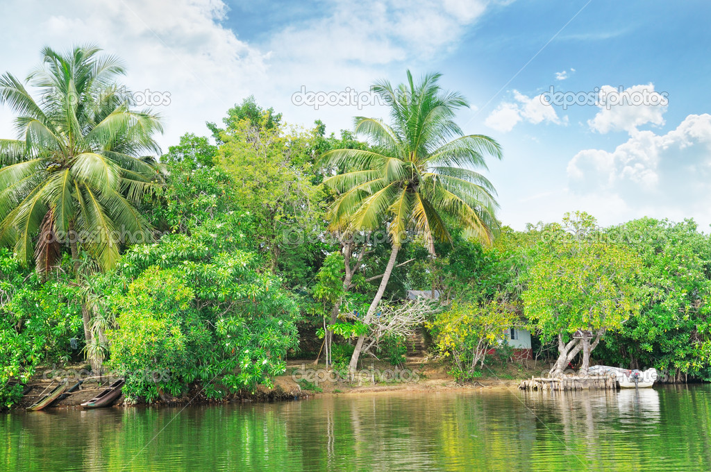 Tropical river with palm trees on shores