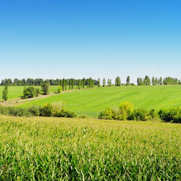 Corn field — Stock Photo, Image