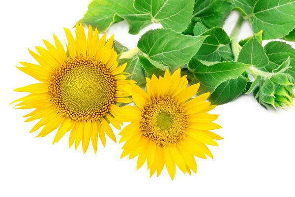 Zonnebloemen collectie op de witte achtergrond — Stockfoto
