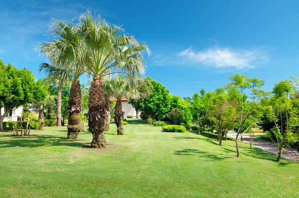 Tropische palmbomen in een prachtig park — Stockfoto