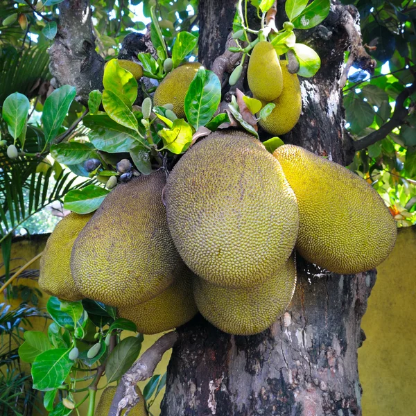 Frutti di pane maturi — Foto Stock