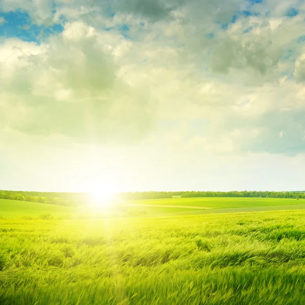 Hermoso atardecer en campo verde — Foto de Stock