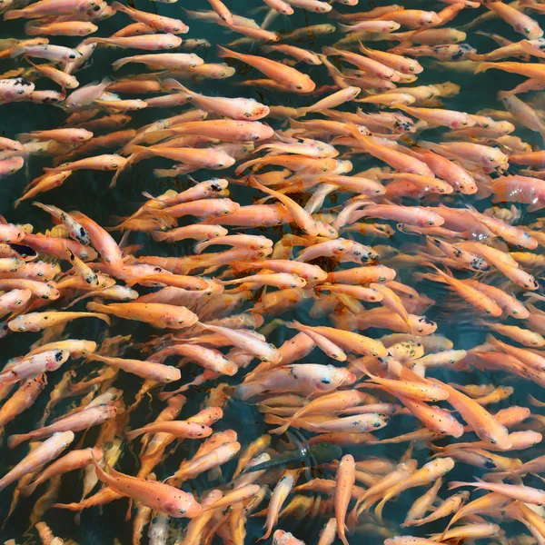 鱼在水里的学校 — 图库照片